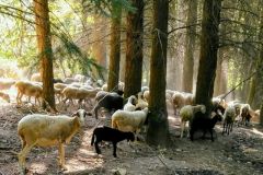 pecore-a-santa-maria-in-pantanoo